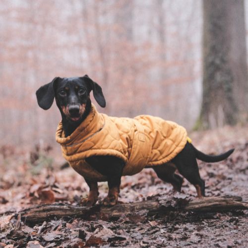 Vêtement pour Chien