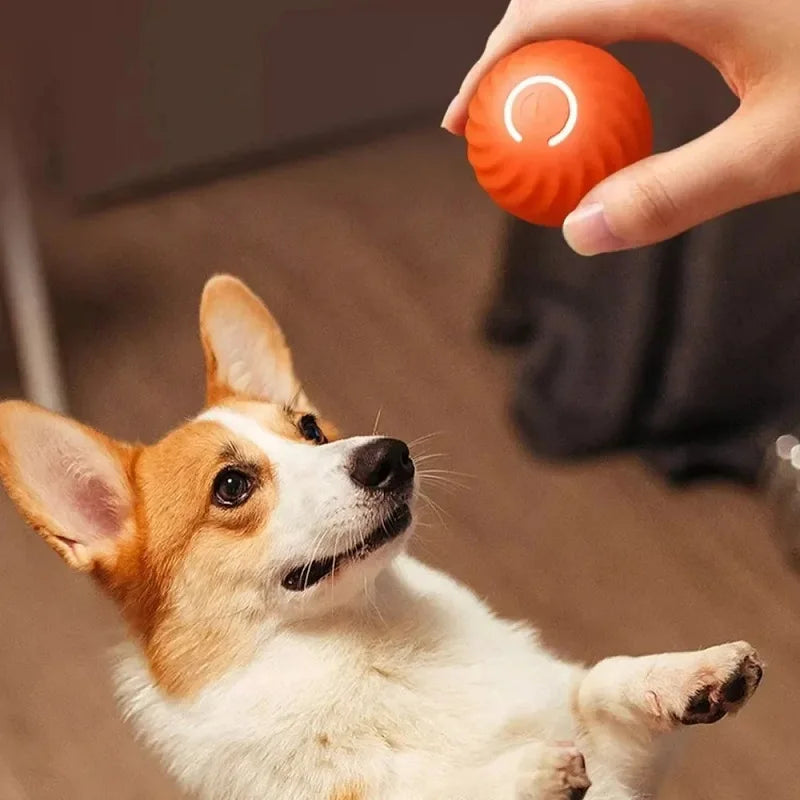 Balle roulante pour chien