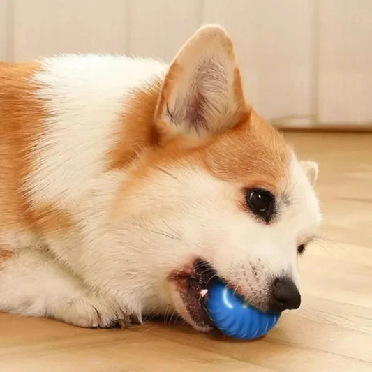 Balle roulante pour chien