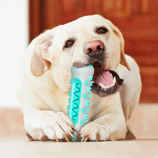 Bâton de Dentition à Mâcher pour Chien