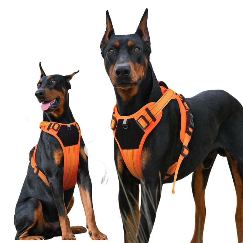 Harnais Anti Traction Chien Résistant Orange