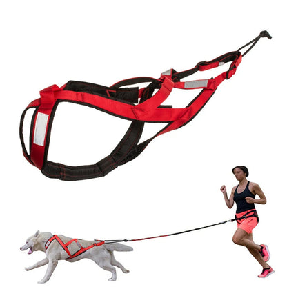 Harnais Chien Canicross Mushing