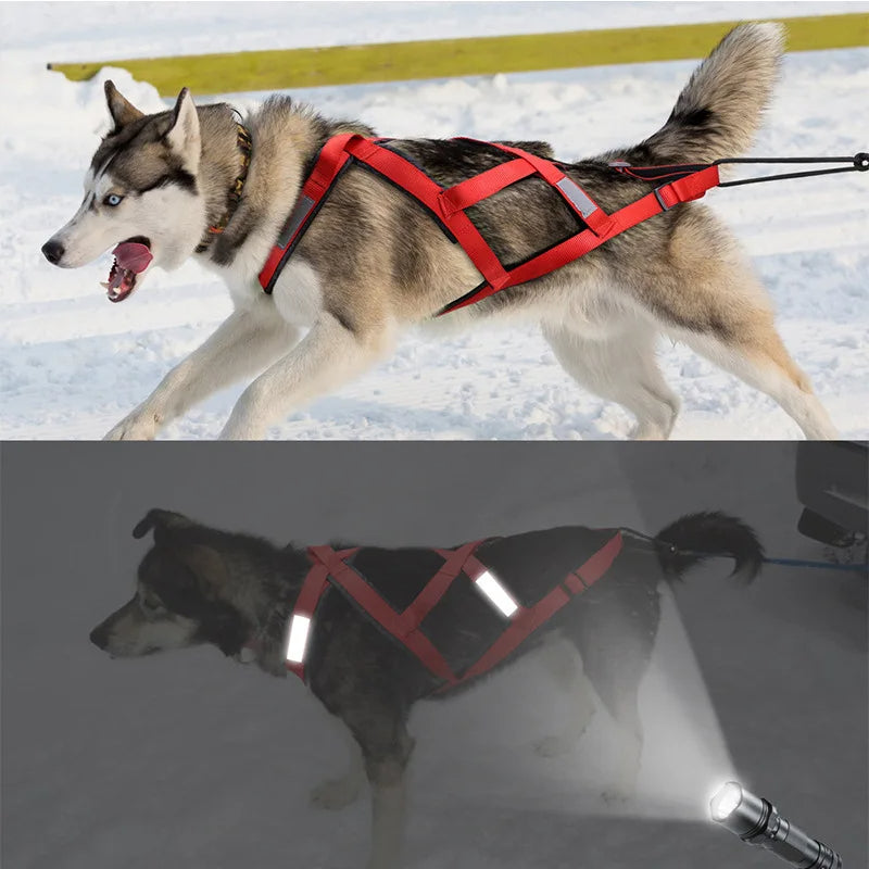 Harnais Chien Canicross Mushing