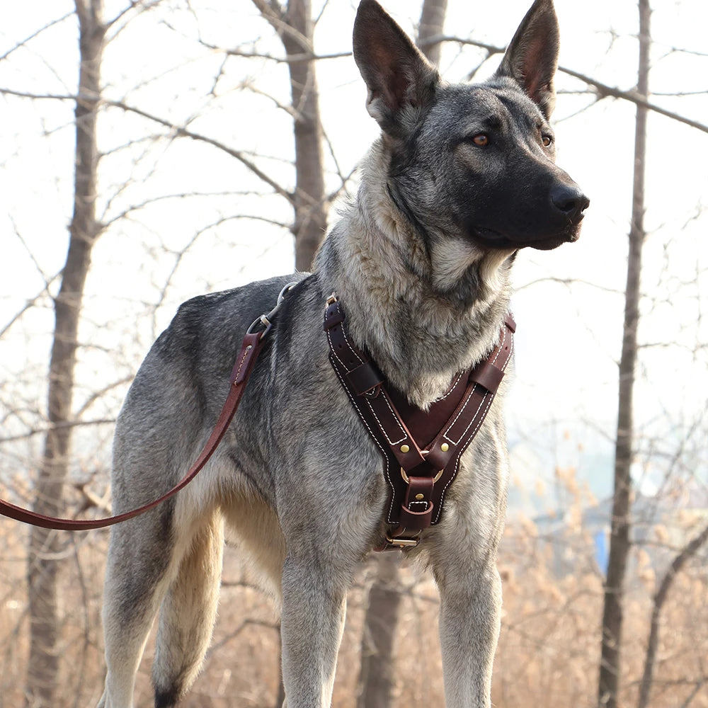 Harnais Chien Cuir Réglable pour Grand Chien