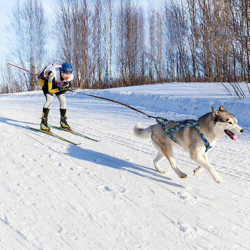 Harnais Chien de Traineau Canicross