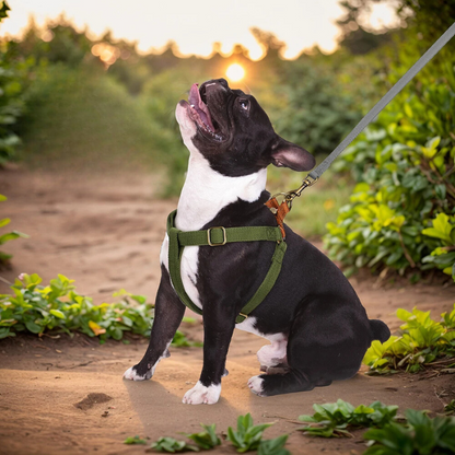 Harnais Chien en Y Anti-Fugue et personnalisable