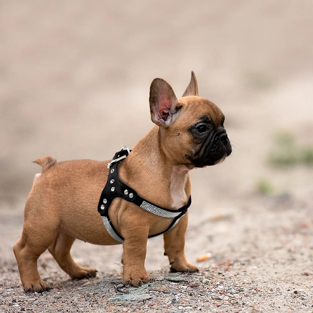 Harnais Petit Chien Cuir avec Strass