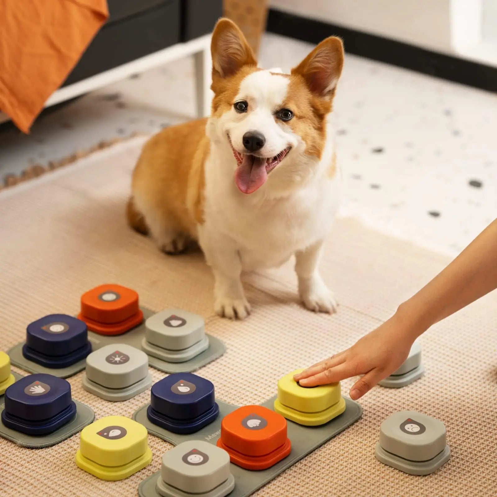 Jeux interactif pour Chien